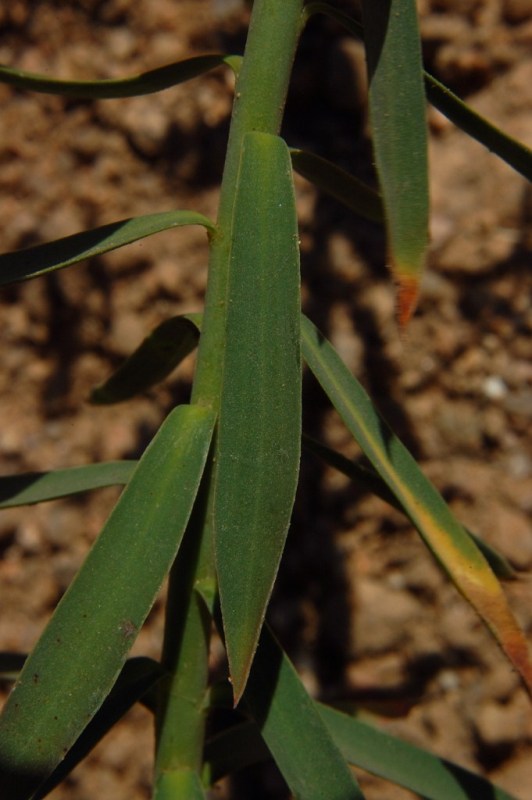 Aiuto per Euphorbia biumbellata